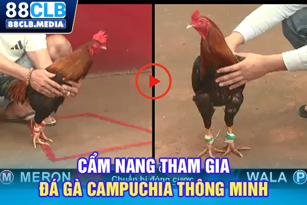 Đá Gà Campuchia Vào Kèo VIP, Hốt Bạc Tỷ Ngay Hôm Nay Cẩm nang tham gia đá gà Campuchia thông minh