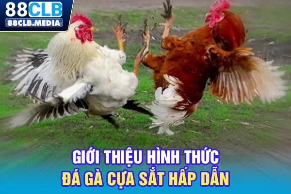 Đá Gà Cựa Sắt Là Canh Bạc Đổi Đời Cho Tay Chơi Thứ Thiệt Giới thiệu hình thức đá gà cựa sắt hấp dẫn