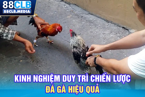 Đá Gà Cựa Dao Mới Nhất Hôm Nay, Xem Trực Tiếp Full HD Kinh nghiệm duy trì chiến lược đá gà hiệu quả
