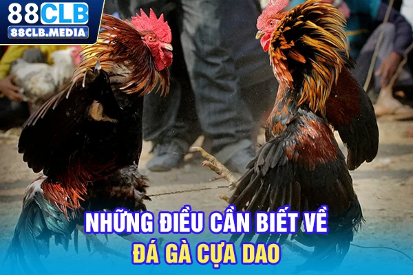 Đá Gà Cựa Dao Mới Nhất Hôm Nay, Xem Trực Tiếp Full HD Những điều cần biết về đá gà cựa dao