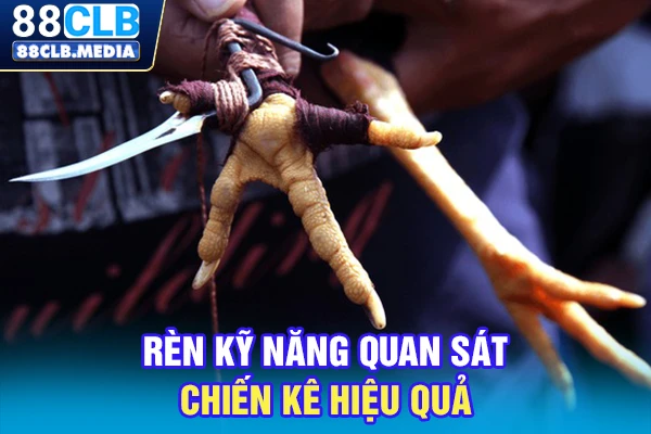 Đá Gà Cựa Sắt Là Canh Bạc Đổi Đời Cho Tay Chơi Thứ Thiệt Rèn kỹ năng quan sát chiến kê hiệu quả