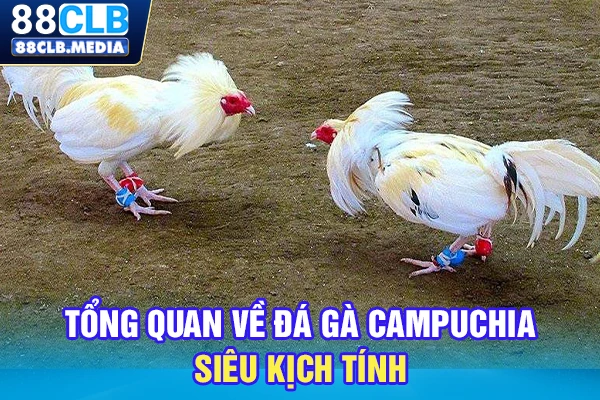 Đá Gà Campuchia Vào Kèo VIP, Hốt Bạc Tỷ Ngay Hôm Nay Tổng quan về đá gà Campuchia siêu kịch tính