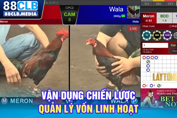 Đá Gà Cựa Sắt Là Canh Bạc Đổi Đời Cho Tay Chơi Thứ Thiệt Vận dụng chiến lược quản lý vốn linh hoạt